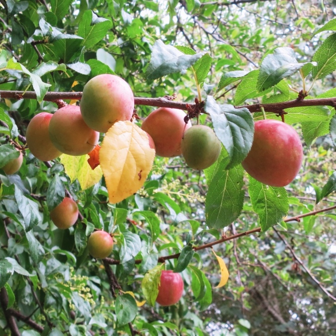 cherry plums